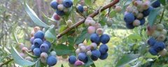 蓝莓几年结果开花，蓝莓开花到成熟要多少天
