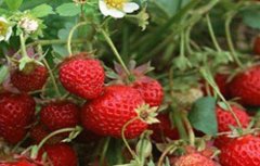 草莓蚜虫的防治措施和注意事项