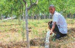 枣树施肥和浇水技巧