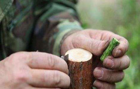 柑桔 嫁接时间 方法