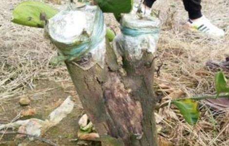 柑桔 嫁接时间 方法