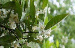 柚子雨后花期管理