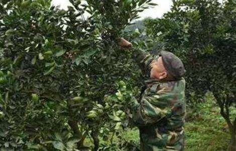 柑橘冬季管理四大要点