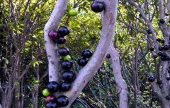 嘉宝果庭院种植要点