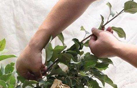 苹果摘心方法和注意事项