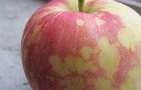 苹果胎锈 原因 防治措施