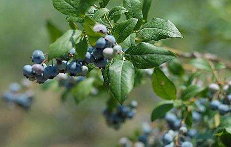蓝莓肥害 是什么原因