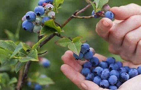 蓝莓肥害 是什么原因