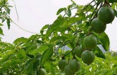 百香果生长对环境条件的要求