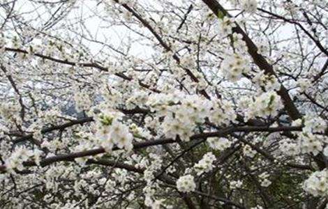 李子的疏花疏果方法