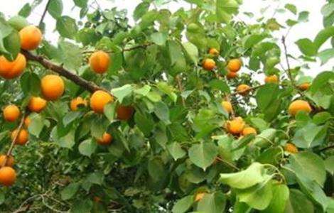 杏树 采收 管理方法