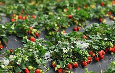 草莓 育苗 管理技术