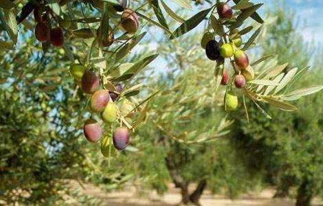橄榄树 育苗 技术