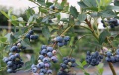 蓝莓扦插繁殖技术