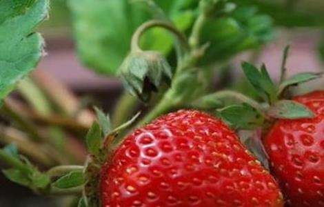 草莓的增甜技术