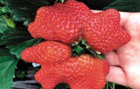 草莓畸形果的原因及预防措施