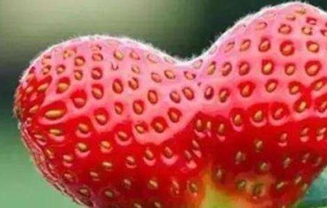 草莓畸形果的原因及预防措施