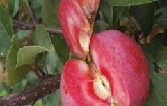 红肉苹果的栽培技术