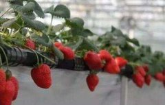 草莓繁殖方法