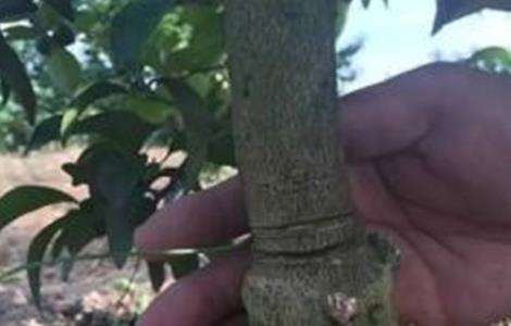脐橙的保花保果方法