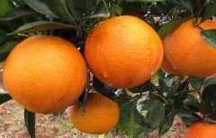 冰糖橙的栽培技术