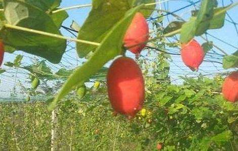 红参果 种植 技术