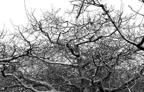 苹果树越冬防寒措施