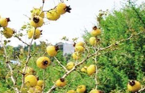 刺梨的病虫害防治方法