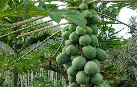 番木瓜 种植 方法