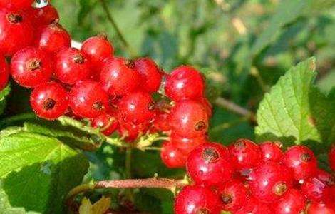 醋栗 种植 技术