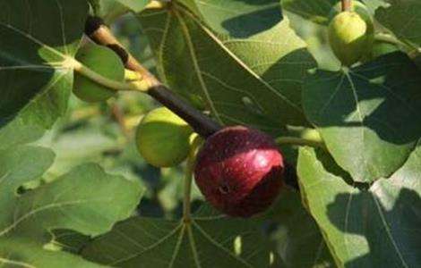 无花果 繁殖 方法