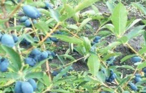 蓝靛果的种植技术