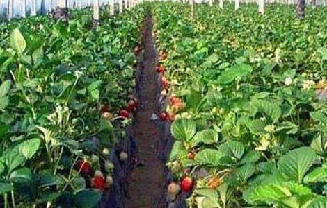 草莓种子的种植方法