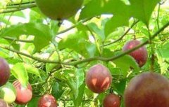 南方水果种植新品种