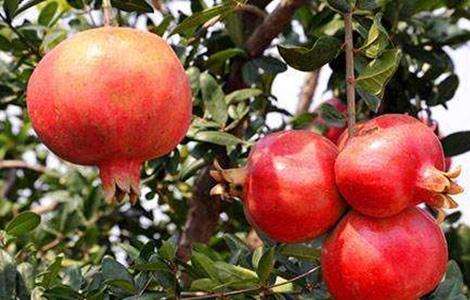 石榴 管理方法 膨大期