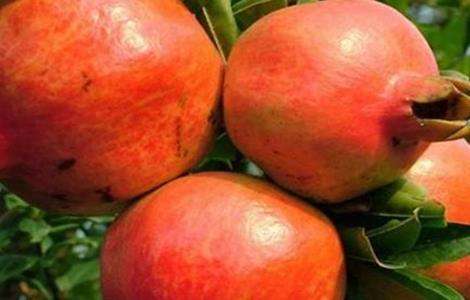 石榴 管理方法 膨大期