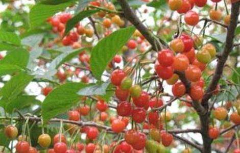 樱桃 种植 日常管理