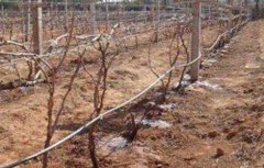 葡萄冬灌作用和方法