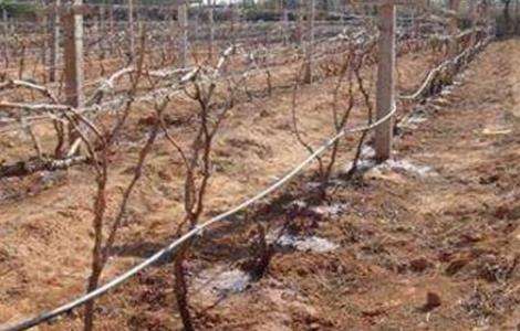 葡萄冬灌作用和方法