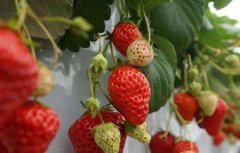 草莓膨果期需补充的营养