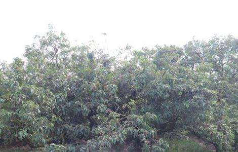 荔枝 控梢技术
