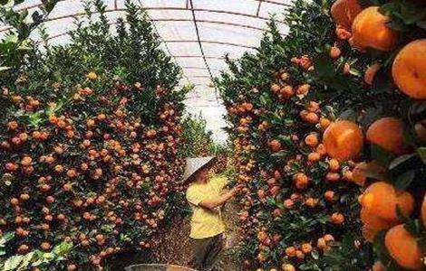 朱砂桔的种植技术