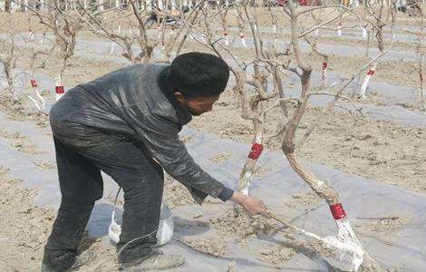 枣树冬季 管理方法
