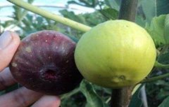 无花果落果严重怎么办