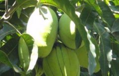反季节芒果产量低原因及解决措施