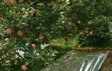 苹果园 铺反光膜 作用