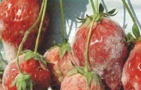 草莓白粉病的防治方法