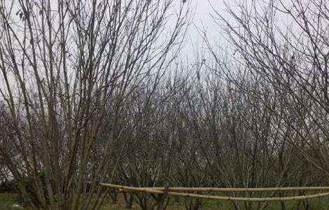 板栗树 冬季冻害 预防措施