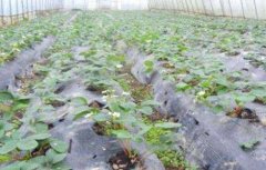 草莓苗期肥害该怎么解决