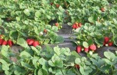 大棚草莓如何管理温湿度